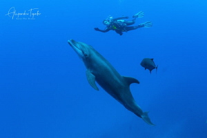 Dolphin with Diver, San Benedicto México by Alejandro Topete 
